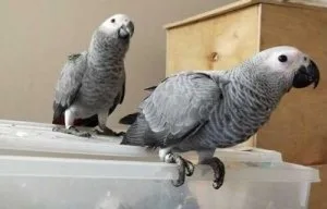 Stunny Beautiful Talking Congo African Grey