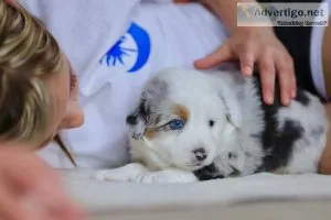 Blue Merle Miniature Australian Shepherds
