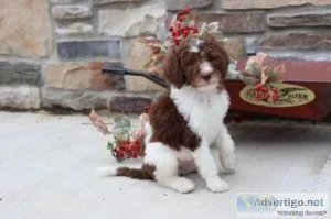Hersey Sheepadoodle