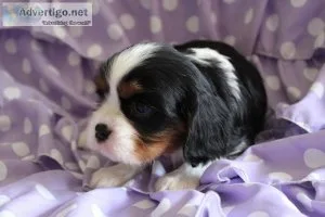 Cavalier King Charles Spaniel Puppies ready
