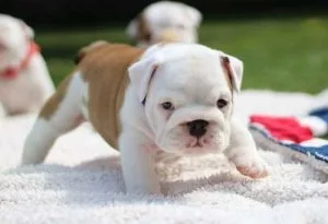 Stunning compact redwhite male English bulldog