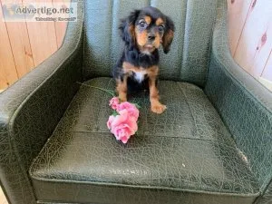King Charles Cavalier Spaniel Females Pups
