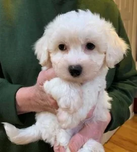Stunning Cavapoochon puppies ready to leave -)
