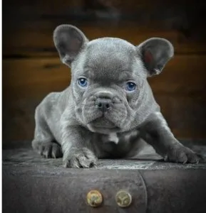 Jake - French Bulldog Puppy for Sale in Washington