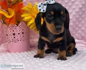 REDUCED PRICEDachshund puppies ready to leave now