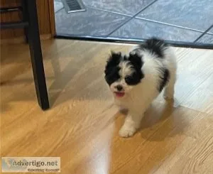 Good Looking Japanese Chin Pups For Sale