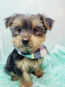 Male Teacup Yorkshire Terrier Puppy
