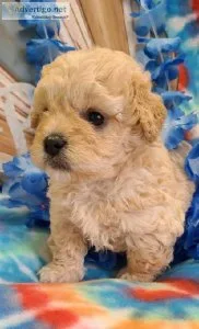 Shihpoo Puppies ready