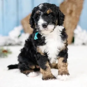 Standard F1 Bernedoodles
