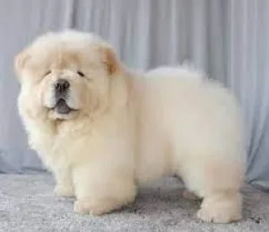chow chow... 7300930479