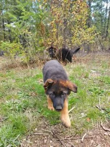 Registered German Shepherd puppies