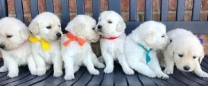 Tennessee Golden Retrievers Puppies- Adopt the Cutest One