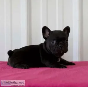 Buy French Bulldog Puppies Cheap