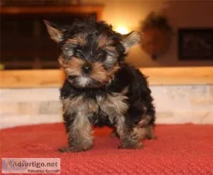 Registered Yorkshire Puppies For Re-Homing