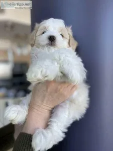 Aussiedoodles f1b mediums