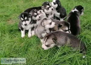 Adorable Siberian Husky Puppies