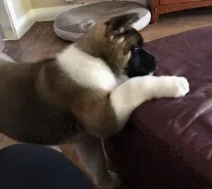 Akita AKC 5 mo male top show lines house trained sweet
