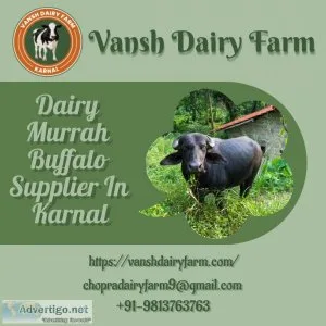 Dairy Murrah Buffalo Supplier In Karnal  Vansh Dairy Farm