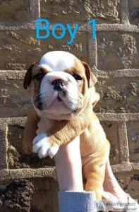 AKC Registered Bulldog Puppies Only Boy 1 Available