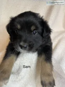 Aussiedoodle F1b