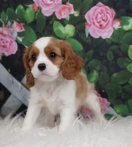 Health tested King Charles puppy&rsquos 