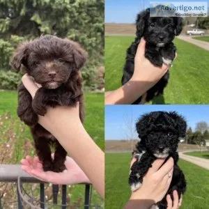 Toy Aussiedoodles
