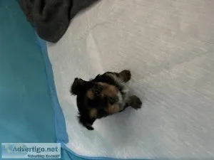 Yorkie pups for sale CKC Registered