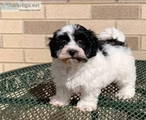 Havanese Puppies For Good Homes Now