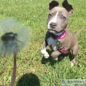 American Pit Bull Terrier Pups Now Ready