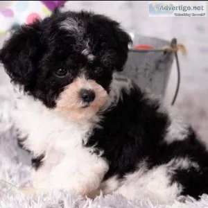 Cavapoos available
