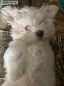 sweetest Maltese puppies forever home.