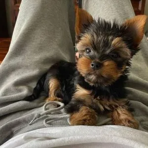 SWEET YORKIE FOR ADOPTION