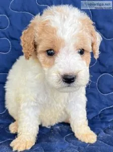 Brodi Mini Goldendoodle