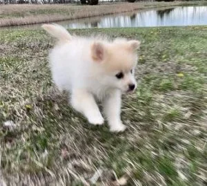 Quality Kc Reg Cream Tiny Pomeranian Puppies Available