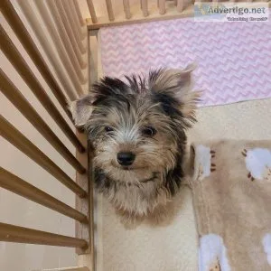 YorkiePoo Puppies available