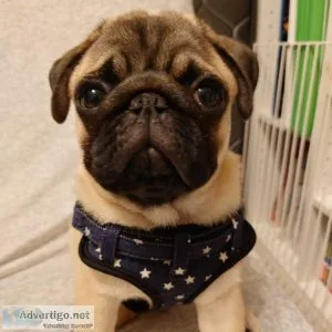 Now available Pug puppies for re-homing