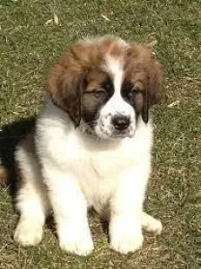 saint bernard...7300930479