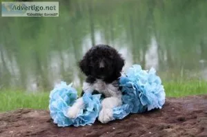 Chip Ahoy Sheepadoodle