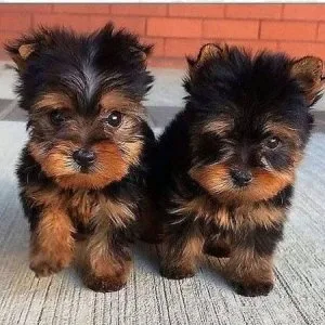 FAMILY LOVE YORKIE PUPPIES FOR ADOPTION