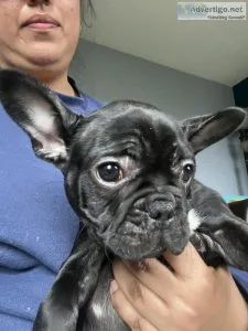 French bulldog puppies