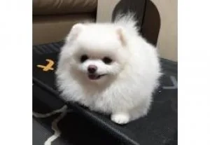 Amazing Male and female Pomeranian puppies....