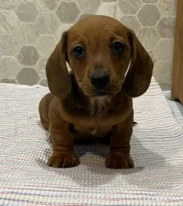 My Name is Dozer - Dachshund Puppy for Sale in Wyoming