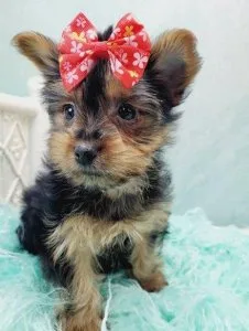 Kali - Female Teacup Yorkshire Terrier Puppy