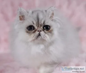 Persian kittens for sale