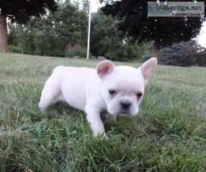 Frenchton and French Bulldog for Rehoming