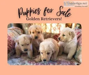 Golden Retriever Puppies