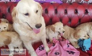 Golden Retriever puppies available