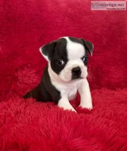 Boston Terrier Puppies