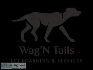 Top pet grooming services in Noida - Wag N  Tails
