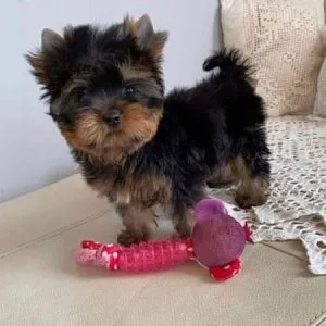 TWO YORKIE PUPPIES FOR ADOPTION